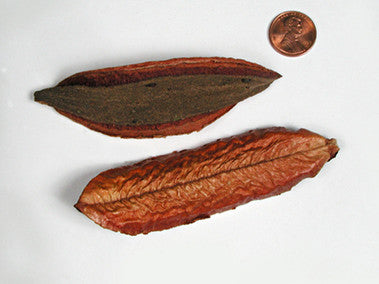 Kiya Pods